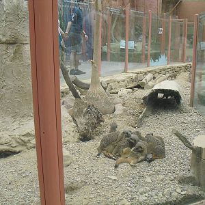 Meerkat Exhibit - 12/10/2011