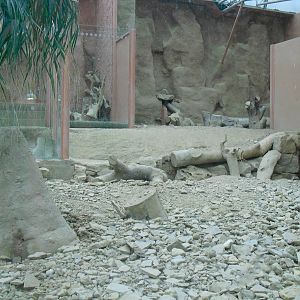 Meerkat Exhibit - 12/10/2011