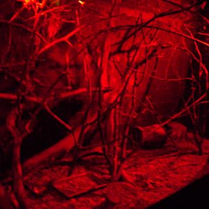 Lesser Hegdehog-tenrec Exhibit - 12/10/2011