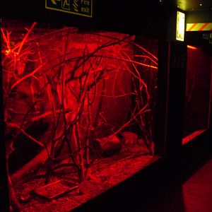 Lesser Hegdehog-tenrec Exhibit - 12/10/2011