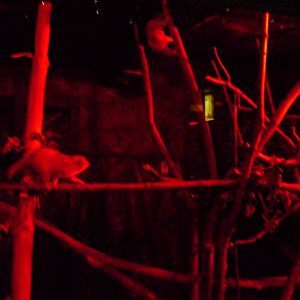 Pygmy Slow Loris Exhibit - 12/10/2011