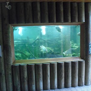 Freshwater Fish Aquarium - 12/10/2011