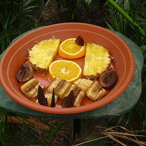 Butterfly Food - 12/10/2011