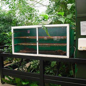 Butterfly Pupae - 12/10/2011