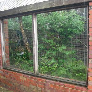 Cotton-top Tamarin Enclosure - 12/10/2011