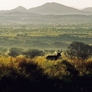 wild pronghorn