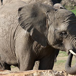 African Elephant at Knowsley