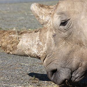 White Rhino at Knowsley