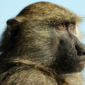 Baboon at Knowsley