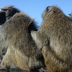 Baboons at Knowsley