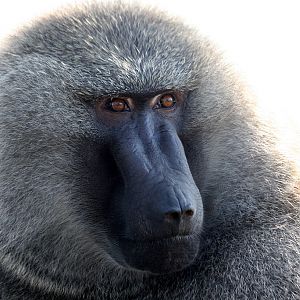 Baboon at Knowsley