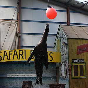 Sealion Show at Knowsley