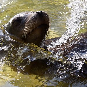 California Sealion at Knowsley