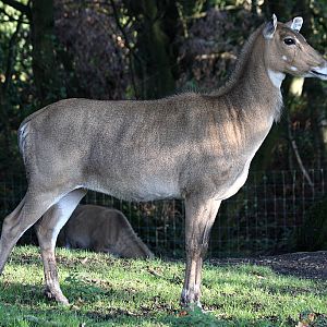 Nilgai at Knowsley