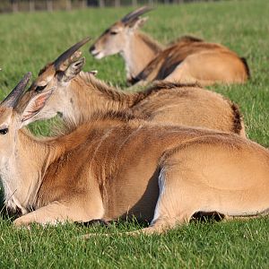 Eland at Knowsley