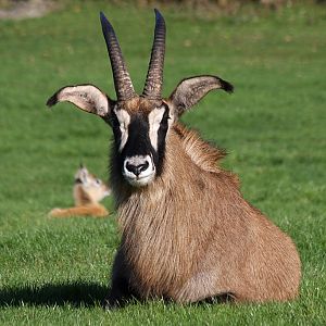 Roan Antelope at Knowsley