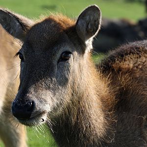Pere David's Deer at Knowsley