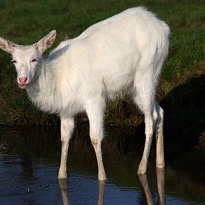 White Lechwe at Knowsley