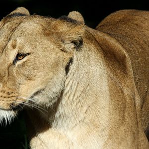 African Lion at Knowsley