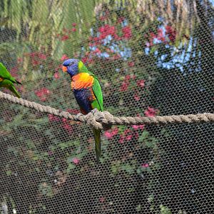Lorikeet Forest