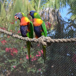 Lorikeet Forest