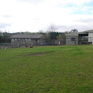 Llama Paddock - 16/10/2011