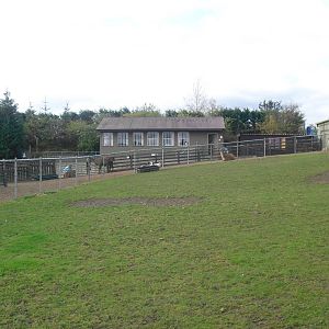 Llama Paddock - 16/10/2011