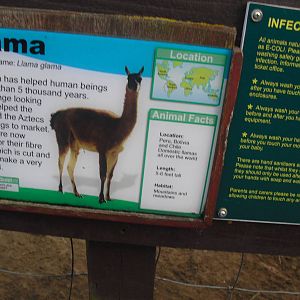 Example Signage (Llama) - 16/10/2011