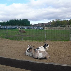 Llama Paddock - 16/10/2011