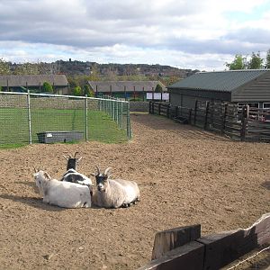 Llama Paddock - 16/10/2011