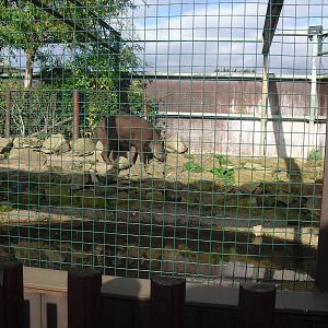 Tapir Enclosure - 16/10/2011