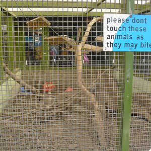 Meerkat Enclosure - 16/10/2011