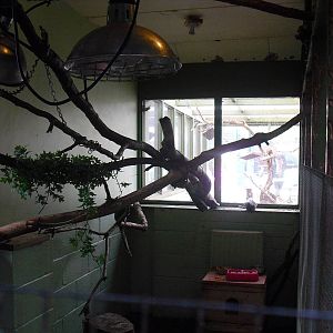 White tufted-ear Marmoset enclosure - 16/10/2011