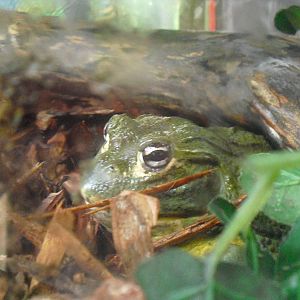 African Bullfrog - 16/10/2011