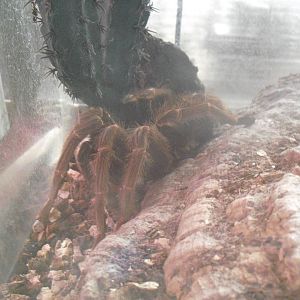 Chilean Rose Tarantula - 16/10/2011