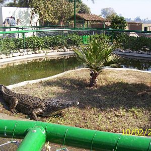 Nile crocodile at Crocodile Island resort