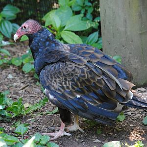 Turkey Vulture