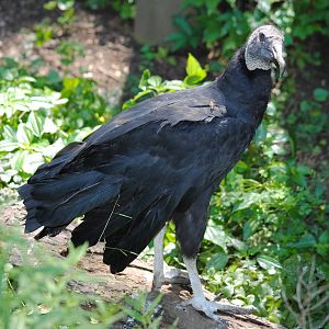 Black Vulture