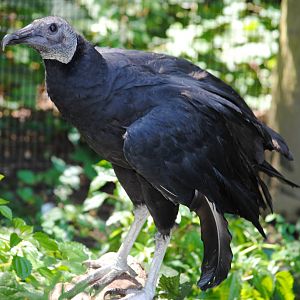 Black Vulture