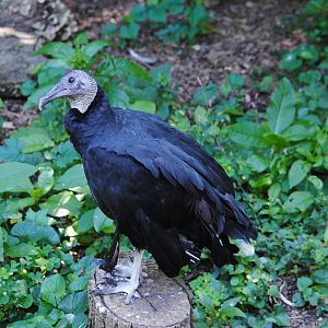 Black Vulture