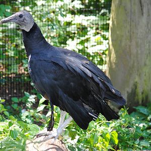 Black Vulture