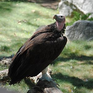 Lappet-face Vulture