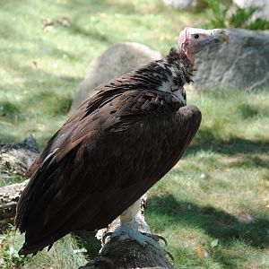 Lappet-face Vulture