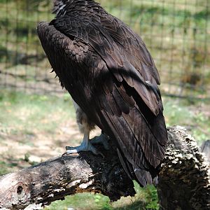 Lappet-face Vulture