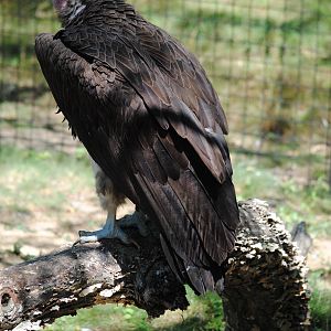 Lappet-face Vulture