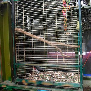 Congo Grey Parrot Aviary - 16/10/2011