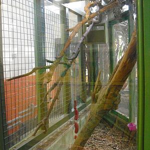 Civet Enclosure - 16/10/2011