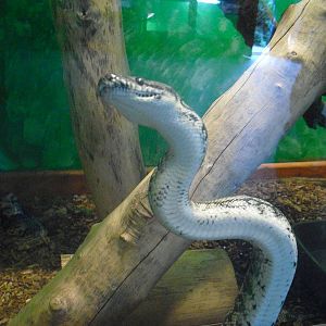 Australian Inland Carpet Python - 16/10/2011