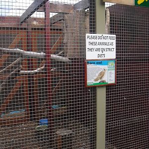 Barn Owl Aviary - 16/10/2011