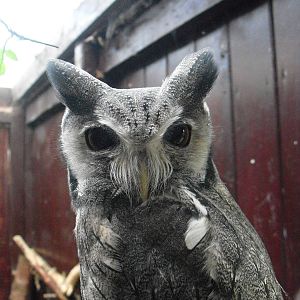 Southern White-faced Scops-owl - 16/10/2011